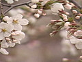 Cherry blossom boom | BahVideo.com