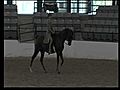 AGN A MAJOR SURPRIZE Half-Arabian Country Horse FOR SALE  | BahVideo.com