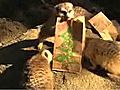 Meerkat Holiday Enrichment | BahVideo.com