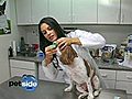 How To Brush Your Dog s Teeth | BahVideo.com