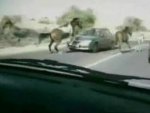 Horse Tramples Car | BahVideo.com