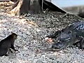 Animals Cat vs Gator Explained | BahVideo.com