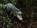 Swamp Brothers Gator Territory | BahVideo.com