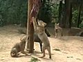 Wolf Cubs tuck into feed at Call of the Wild  | BahVideo.com
