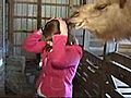 On Camera Camel Eats Reporter s Hair | BahVideo.com