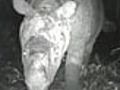 News Rare Rhino Head-Butts Camera | BahVideo.com