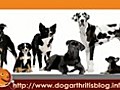 Dog Arthritis and Spinal Problems | BahVideo.com