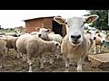 La ferme auberge de Feuillade | BahVideo.com