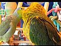 Parrotlet Preens Sun Conure | BahVideo.com