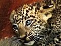Abandoned Leopard Cubs Found In Well | BahVideo.com