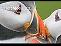 Stunning Puffins Images By Wildlife  | BahVideo.com