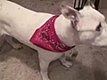  Popeye the dog adopted and doing well  | BahVideo.com