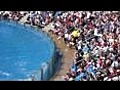 The SeaWorld Dolphin Show in HD  | BahVideo.com