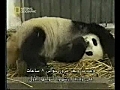 Panda is giving birth Child | BahVideo.com