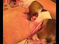 Toka the baby English bulldog | BahVideo.com