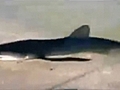 Shark swims onto New Jersey beach | BahVideo.com
