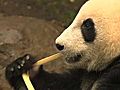 Panda Cub Is Growing Up | BahVideo.com