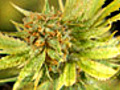 Marijuana Nation | BahVideo.com