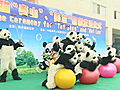 Mutual of Omaha s Wild Kingdom A Panda amp 039 s Trip to China | BahVideo.com