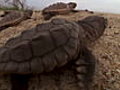 Turtle The Incredible Journey | BahVideo.com