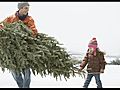 Trimming the Cost of a Christmas Tree | BahVideo.com