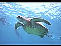 Snorkeling Australia Big Girl Turtle Still OK | BahVideo.com