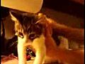 Cat Sandwich | BahVideo.com