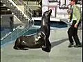 An Irish dancing sea Lion | BahVideo.com