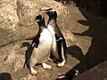 Penguins On The Move | BahVideo.com