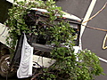 N C State hero dies in bus crash | BahVideo.com