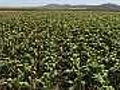 Corn slips on USDA report | BahVideo.com