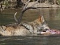Wolf Eating Elk | BahVideo.com