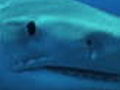 Best of Shark Week Shark Attack Predator in the Panhandle | BahVideo.com