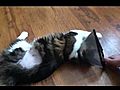 Cat hates cone | BahVideo.com