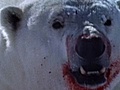 National Geographic Animals - Polar Bear Vs Ring Seal | BahVideo.com