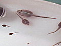 Animals Frog Tadpoles Scream Underwater | BahVideo.com