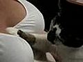 Cat Massage | BahVideo.com