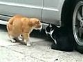 Cat Fight | BahVideo.com