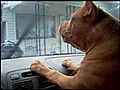 Funny Pitbull Dog | BahVideo.com