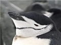 Antarctique Manchots jugulaire | BahVideo.com