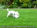 Could These Westies Run For The Olympic Team | BahVideo.com