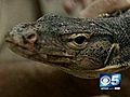 Giant Lizard Found In Arizona Desert | BahVideo.com