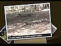  Boxing Day Dragons amp Mick Jagger Macblue s photos around Komodo National Park Indonesia | BahVideo.com