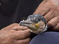 Cormorant fishing | BahVideo.com