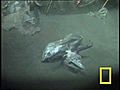 Strange Japanese Sea Creatures | BahVideo.com