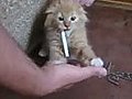 How to wean cat smoking  | BahVideo.com
