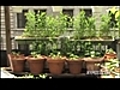 Manhattan s roof top gardener | BahVideo.com