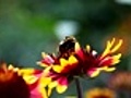 Bumblebee | BahVideo.com