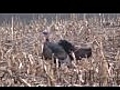 Michigan Spring Turkey Hunting | BahVideo.com