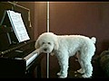 Amazng Canine Piano Performance | BahVideo.com